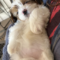 Poochie